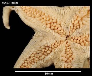 To NMNH Extant Collection (Macroptychaster accrescens (1) 1116526)