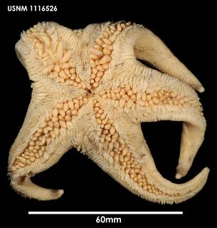To NMNH Extant Collection (Macroptychaster accrescens (2) 1116526)