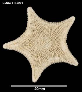 To NMNH Extant Collection (Odontaster penicillatus 1116291)