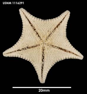 To NMNH Extant Collection (Odontaster penicillatus (2) 1116291)