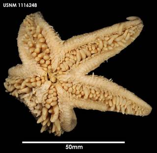 To NMNH Extant Collection (Psilaster charcoti (2) 1116248)
