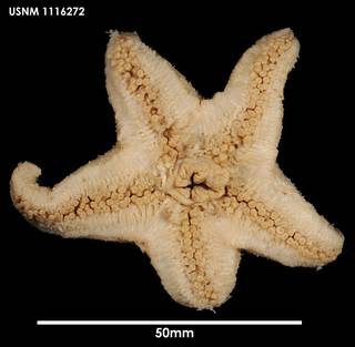 To NMNH Extant Collection (Pteraster affinis (2) 1116272)