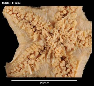 To NMNH Extant Collection (Pteraster rugatus (1) 1116283)