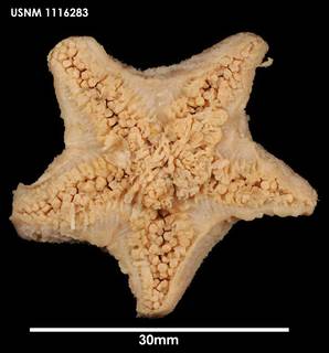 To NMNH Extant Collection (Pteraster rugatus (2) 1116283)