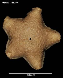 To NMNH Extant Collection (Pteraster stellifer 1116277)
