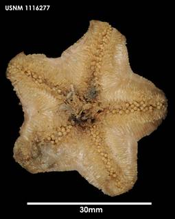 To NMNH Extant Collection (Pteraster stellifer (2) 1116277)