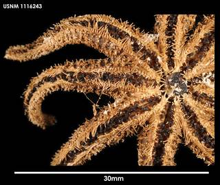 To NMNH Extant Collection (Saliasterias brachiata, ventral close-up)