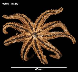 To NMNH Extant Collection (Saliasterias brachiata 1116243)