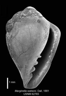 To NMNH Extant Collection (IZ MOL 62765 Syntype Shell 1 apertural view)