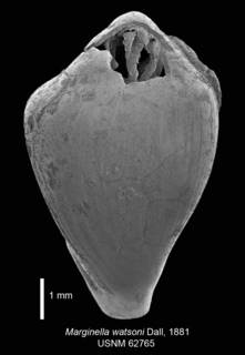 To NMNH Extant Collection (IZ MOL 62765 Syntype Shell 1 dorsal view)