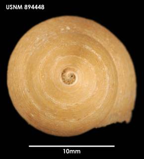 To NMNH Extant Collection (Cavineptunea montrosa, apical)