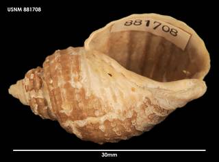 To NMNH Extant Collection (Chlanidota paucispiralis, ventral)