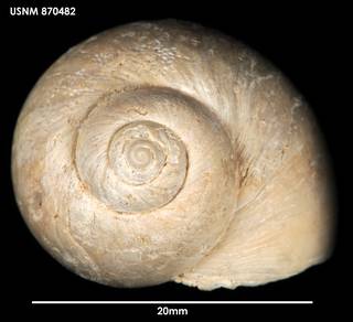 To NMNH Extant Collection (Falsilunatia patagonica, apical)