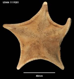 To NMNH Extant Collection (Ceramaster patagonicus, dorsal)