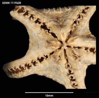To NMNH Extant Collection (Hyphalaster planus (2) 1119620)