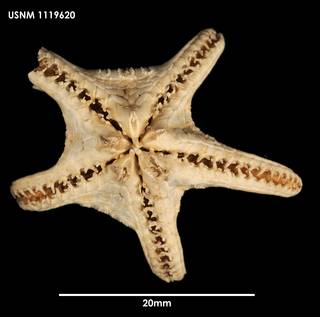 To NMNH Extant Collection (Hyphalaster planus (1) 1119620)