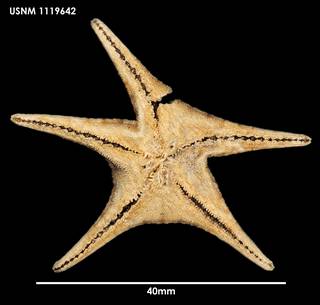 To NMNH Extant Collection (Hyphalaster scotiae, ventral)