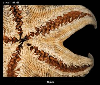 To NMNH Extant Collection (Mimastrella cognata, ventral close-up)