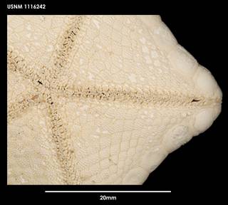 To NMNH Extant Collection (Sphaeriodiscus mirabilis, ventral close-up)