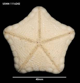 To NMNH Extant Collection (Sphaeriodiscus mirabilis, ventral)
