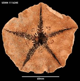 To NMNH Extant Collection (Tremaster mirabilis novaecaledoniae, ventral)
