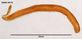 To NMNH Extant Collection (Glycinde sp. , dorsal)