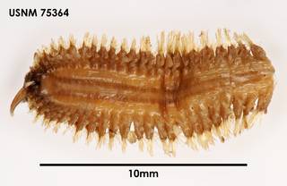 To NMNH Extant Collection (Gorekia crassicirris, ventral)