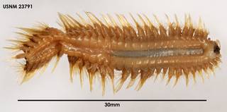 To NMNH Extant Collection (Harmothoe lagiscoides, ventral)