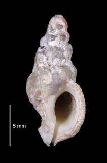To NMNH Extant Collection (IZ MOL 859939 Shell)