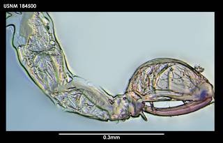 To NMNH Extant Collection (Capitoniscus australis, photo 1)