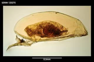 To NMNH Extant Collection (Gymnoscalpellum tarasovi, photo 2)