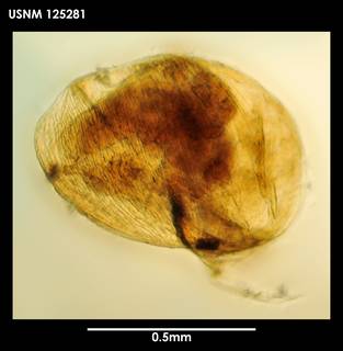 To NMNH Extant Collection (Litoscalpellum fissicarinatum, photo 1)