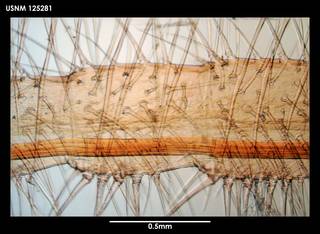 To NMNH Extant Collection (Litoscalpellum fissicarinatum, photo 2)