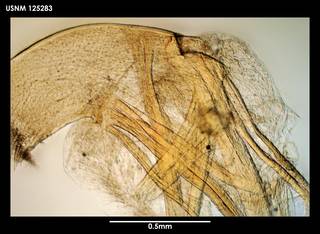 To NMNH Extant Collection (Litoscalpellum simplex, photo 1)