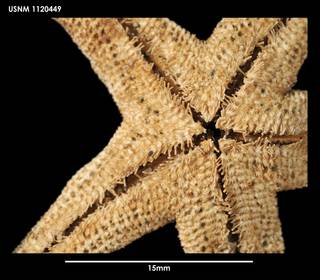 To NMNH Extant Collection (Henricia obesa, ventral close-up)