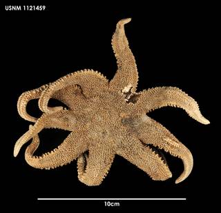 To NMNH Extant Collection (Solaster regularis, dorsal)