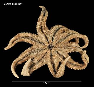 To NMNH Extant Collection (Solaster regularis, ventral)