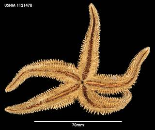 To NMNH Extant Collection (Lethasterias australis, ventral)