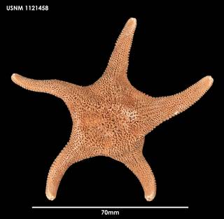 To NMNH Extant Collection (Cycethra verrucosa, dorsal)