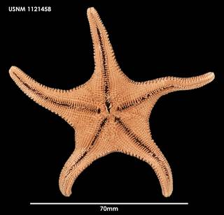 To NMNH Extant Collection (Cycethra verrucosa, ventral)