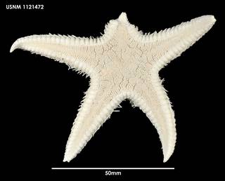 To NMNH Extant Collection (Persephonaster facetus, dorsal)