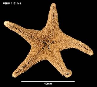 To NMNH Extant Collection (Chitonaster johannae, ventral)