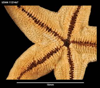 To NMNH Extant Collection (Henricia pagenstecheri, ventral close-up)