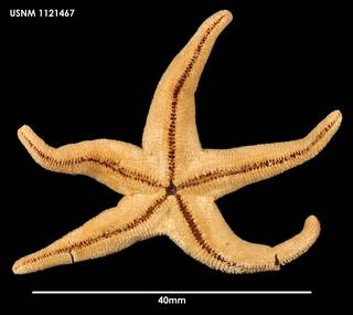 To NMNH Extant Collection (Henricia pagenstecheri, ventral)