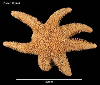 To NMNH Extant Collection (Solaster longoi, dorsal)