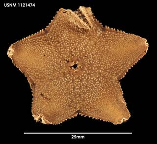 To NMNH Extant Collection (Hymenaster edax, dorsal)