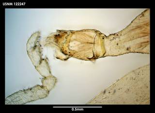 To NMNH Extant Collection (Achelia spicata (1) 122247)