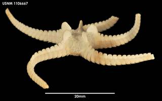 To NMNH Extant Collection (Ophiosteira antarctica (1) 1106667)