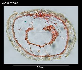 To NMNH Extant Collection (Dorymenia acutidentata 749757)
