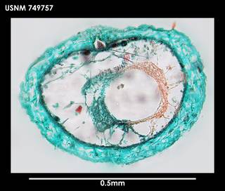 To NMNH Extant Collection (Dorymenia acutidentata (1) 749757)